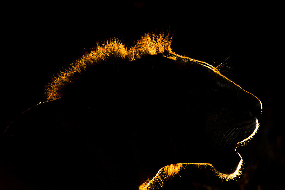 A backlit portrait of a lion, Panthera leo, at sunset. Voi, Tsavo Conservation Area, Kenya.