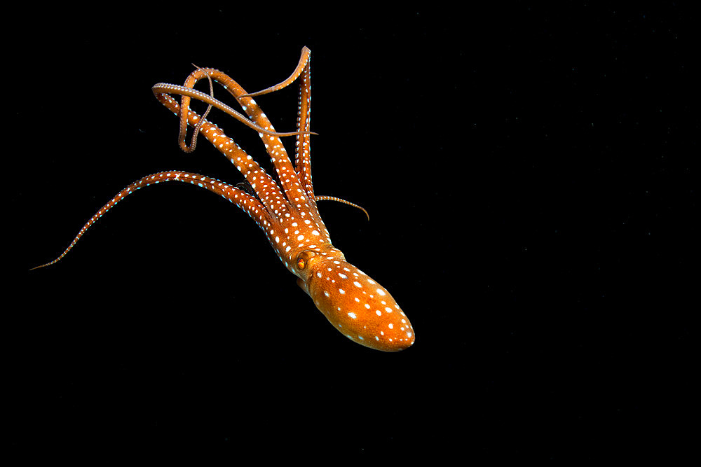 White spotted octopus (Octopus macropus) on black background. Marine invertebrates of the Canary Islands.