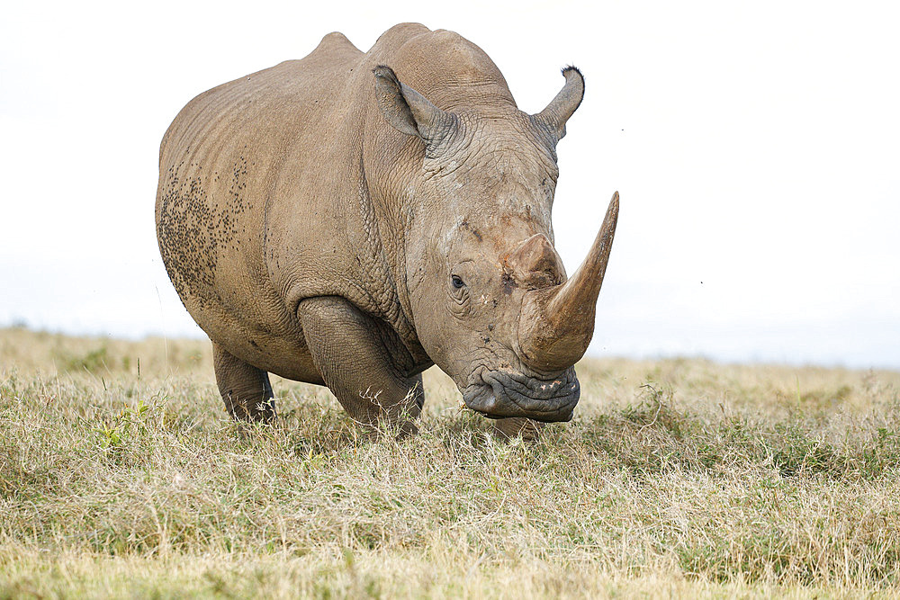 White rhinoceros (Ceratotherium simum) walking in the savanna, Kenya