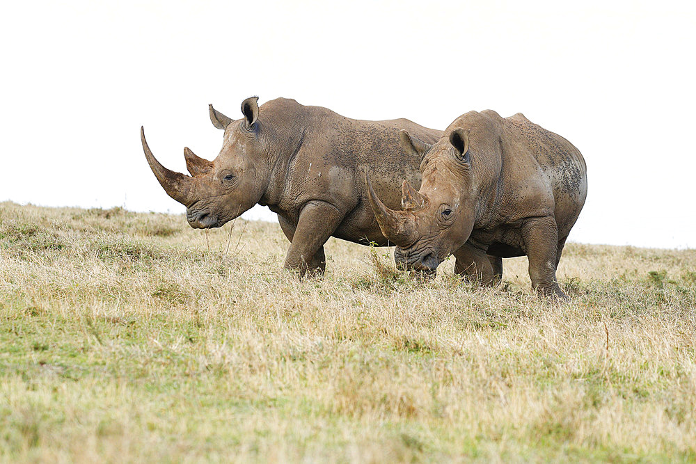 White rhinoceros (Ceratotherium simum) walking in the savanna, Kenya