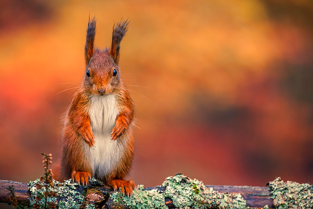 Eurasian red Squirrel (Sciurus vulgaris), Ardennes, Belgium