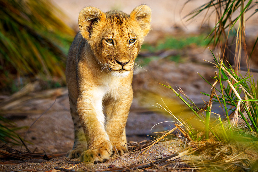 Lion (Panthera leo) cub walking. Mpumalanga. South Africa.