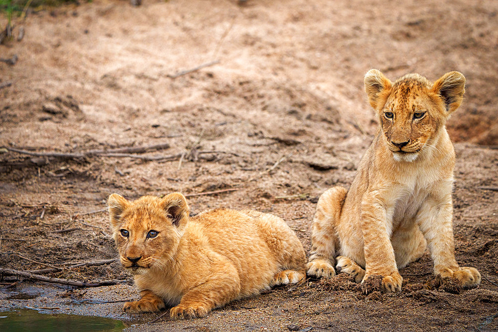 Lion (Panthera leo) cubs. Mpumalanga. South Africa.