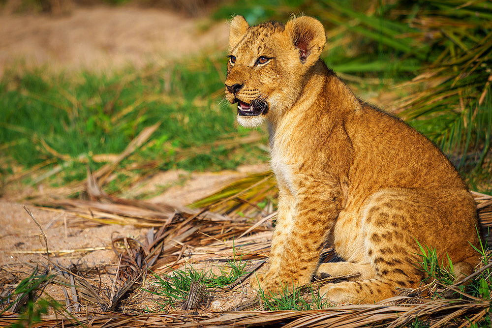 Lion (Panthera leo) cub. Mpumalanga. South Africa.