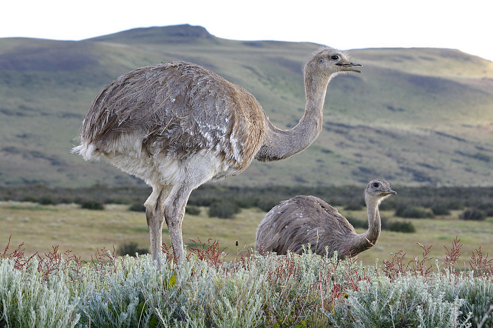 Lesser Rhea (Rhea pennata), Torres del Paine National Park, XII Magallanes Region and Chilean Antarctica, Chile