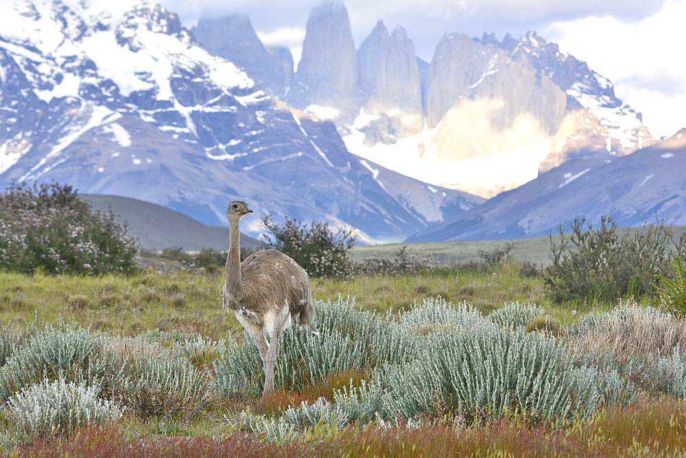 Lesser Rhea (Rhea pennata), Torres del Paine National Park, XII Magallanes Region and Chilean Antarctica, Chile