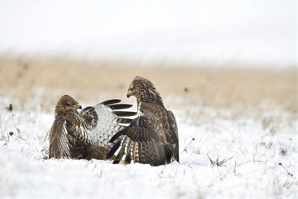 Battle of Western buzzards (Buteo buteo) in snow, France