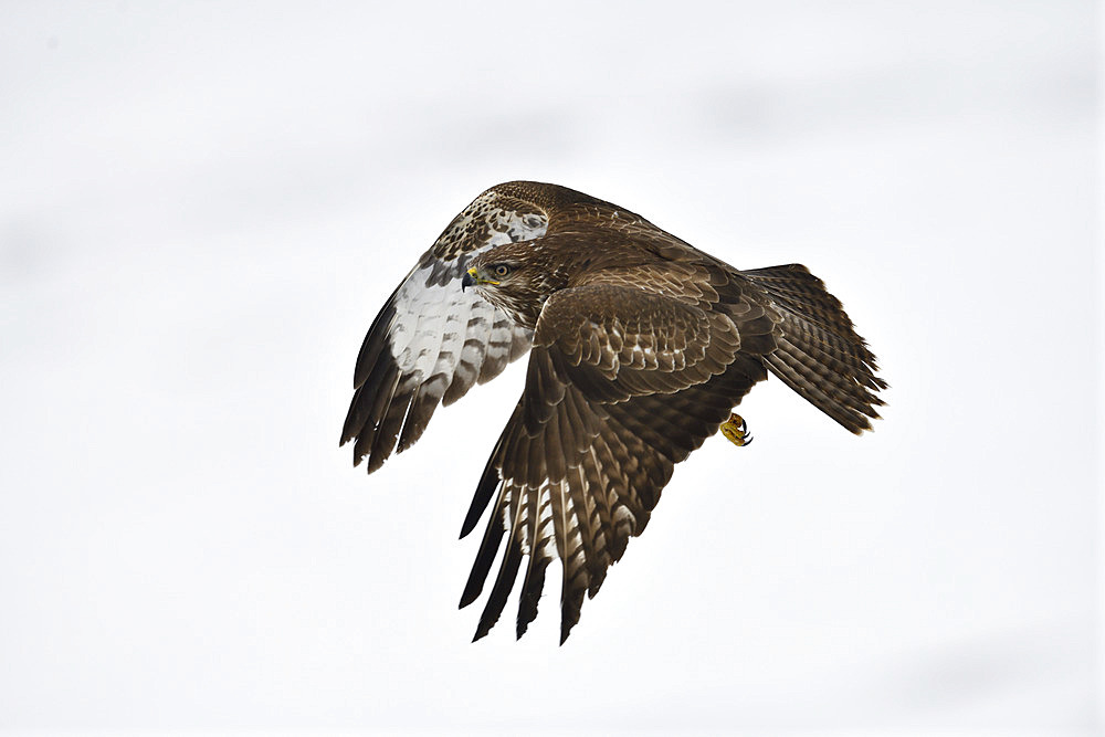 Western buzzard (Buteo buteo) in flight, France