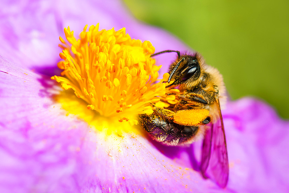 Honey bee (Apis mellifera) on Grey-leaved cistus (Cistus albidus) flower, Ardeche, France