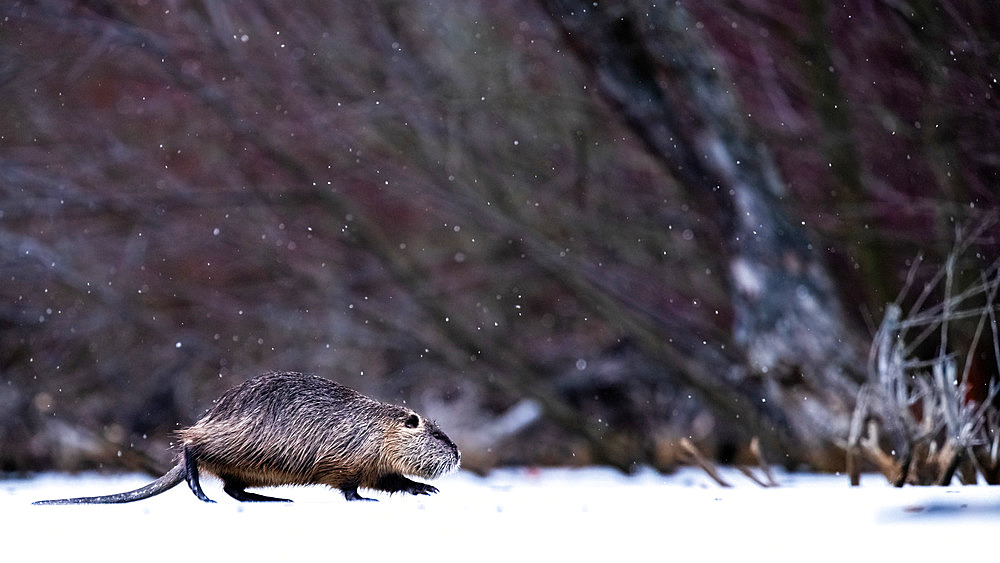 Coypu (Myocastor coypus) walking under the snow, Slovakia