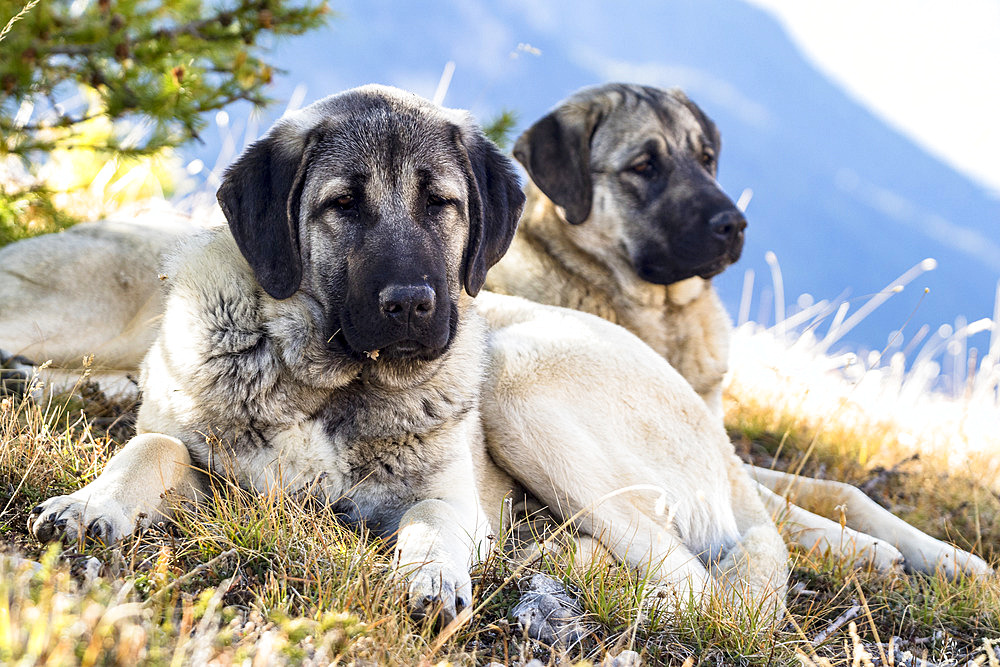 Anatolian shepherds at rest, dogs protecting the herds, Queyras Regional Natural Park, Alps, France