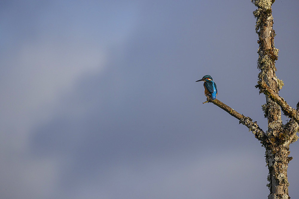 Common Kingfisher (Alcedo atthis) on a dead tree, National Forest Park, Haute-Marne, France