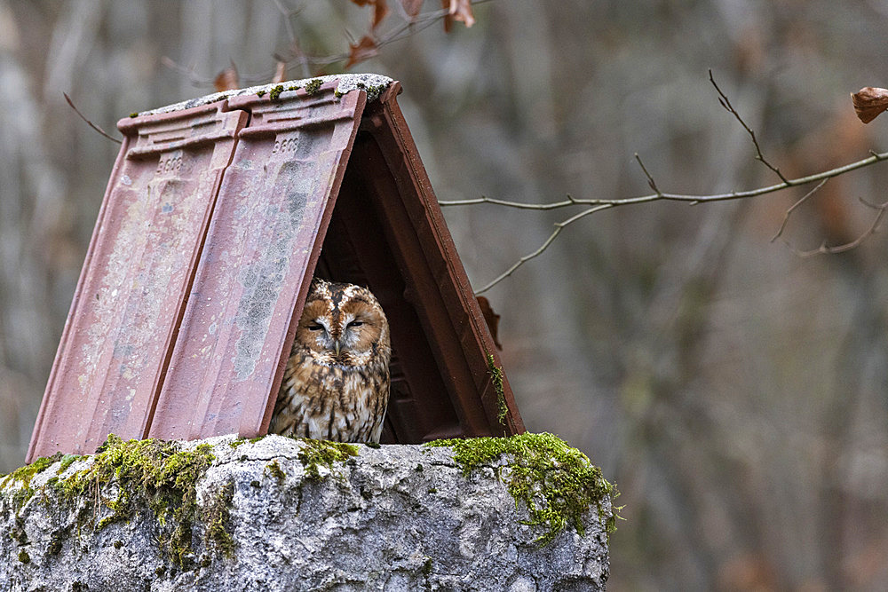 Tawny owl (Strix aluco) under a tile shelter, Forest National Park, Haute-Marne, France