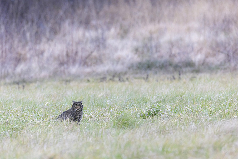 Wildcat (Felis silvestris) in a meadow, Forêts National Park, haute-Marne, France