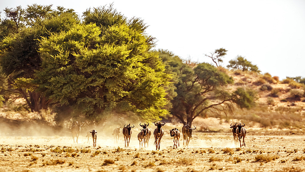 Small group of Blue wildebeest (Connochaetes taurinus) running front view in Kgalagadi transfrontier park, South Africa