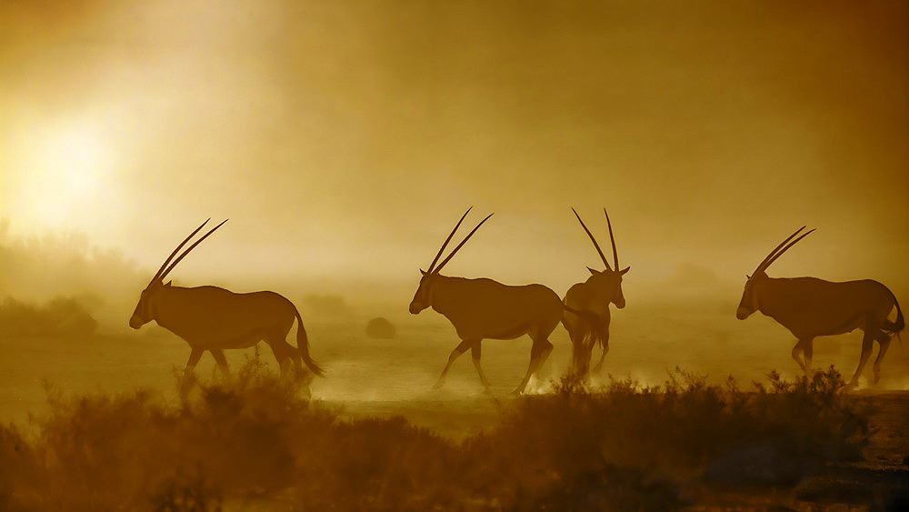 South African Oryx (Oryx gazella) walking in dusty twilight in Kgalagadi transfrontier park, South Africa