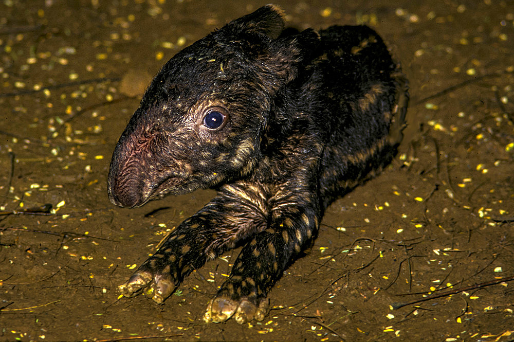 Malayan Tapir (Tapirus indicus) birth, Sumatra