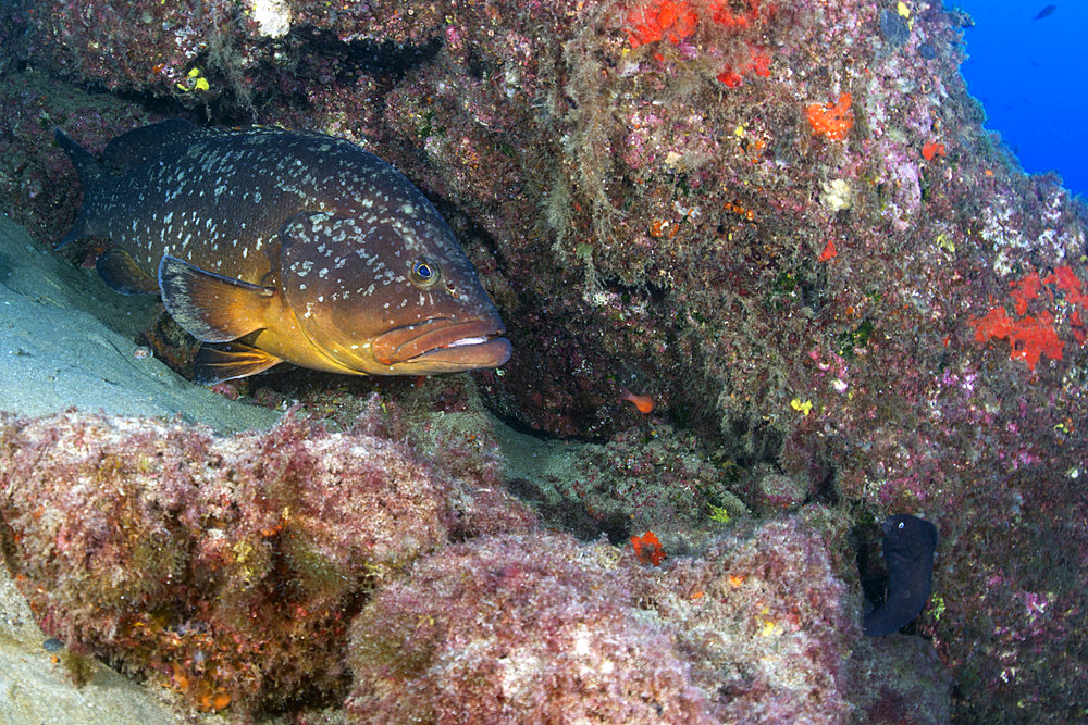 Canary fish. Dusky grouper (Epinephelus marginatus). Lanzarote, Canary Islands.