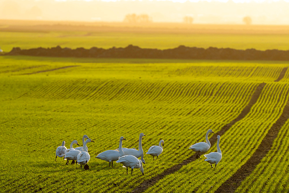 Whooper swan (Cygnus cygnus) feeding at sunrise, Engalnd