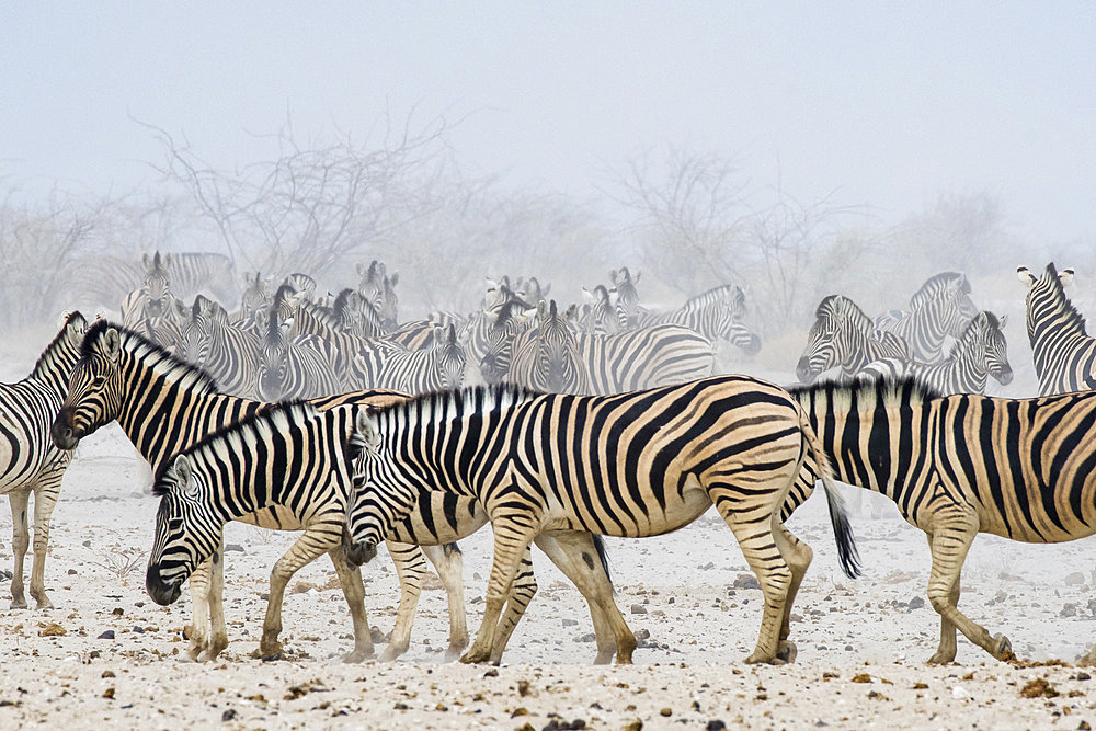 Burchell's zebra (Equus quagga burchellii) marchant dans la poussiere, parc national d'Etosha, Namibie