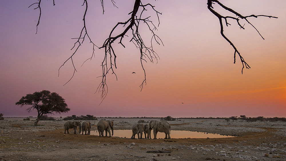 African elephant (Loxodonta africana) at a waterhole at sunset, Etosha National Park, Namibia