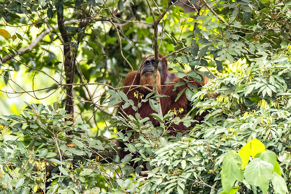 Tapanuli orangutan (Pongo tapanuliensis) male, Batang Toru, North Sumatra