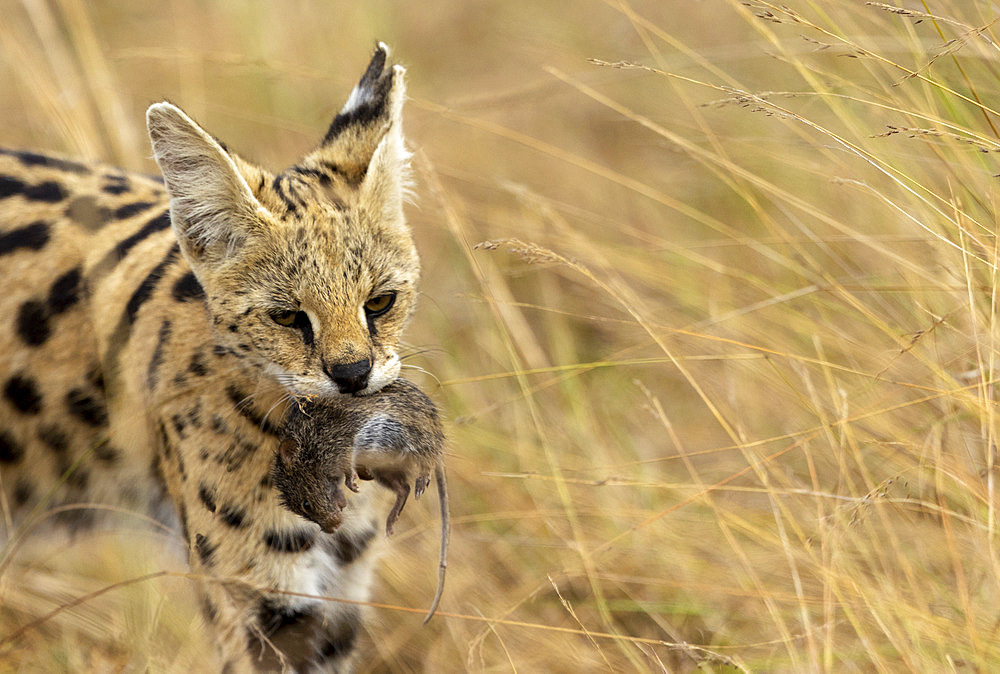 Serval (Leptailurus serval) female in the savannah, she caught a small rodent and bring it to its young, Masai Mara National Reserve, National Park, Kenya, East Africa