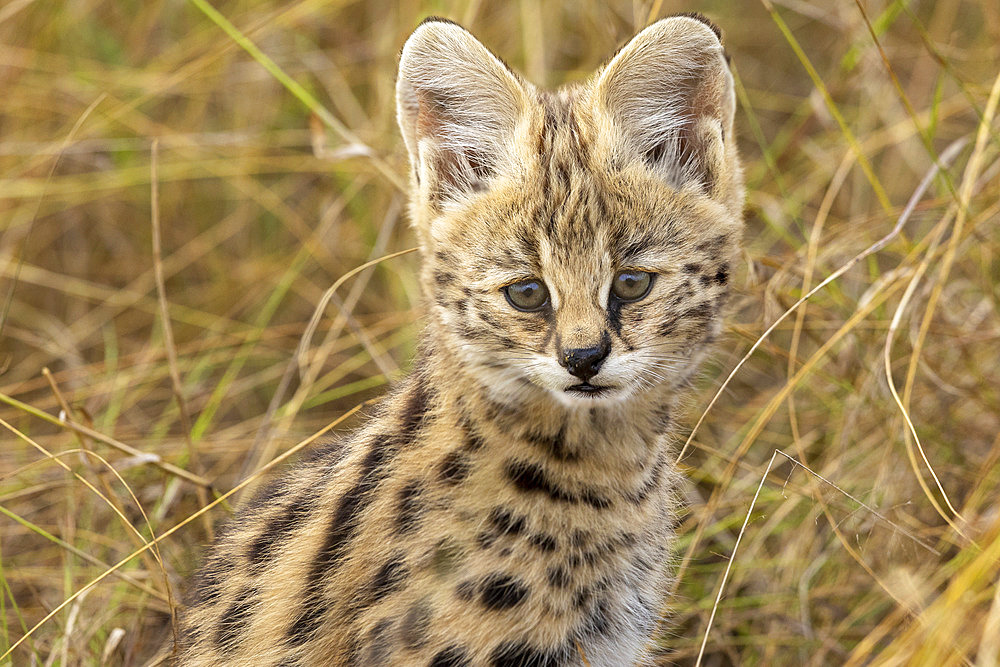 Serval (Leptailurus serval) in the savannah, cub (2 months old) near its mother, Masai Mara National Reserve, National Park, Kenya, East Africa