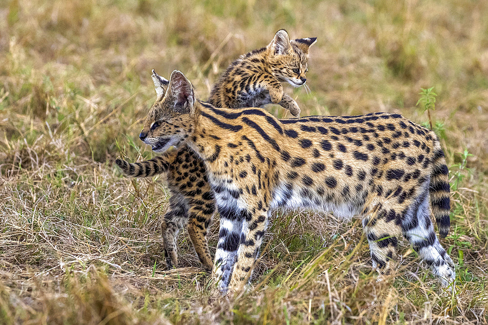 Serval (Leptailurus serval) in the savannah, cub (2 months old) jumped on the mother's back, Masai Mara National Reserve, National Park, Kenya, East Africa