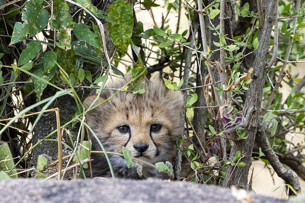 Cheetah (Acinonyx jubatus), young two months old, hidden in a bush, Masai Mara National Reserve, National Park, Kenya, East Africa, Africa