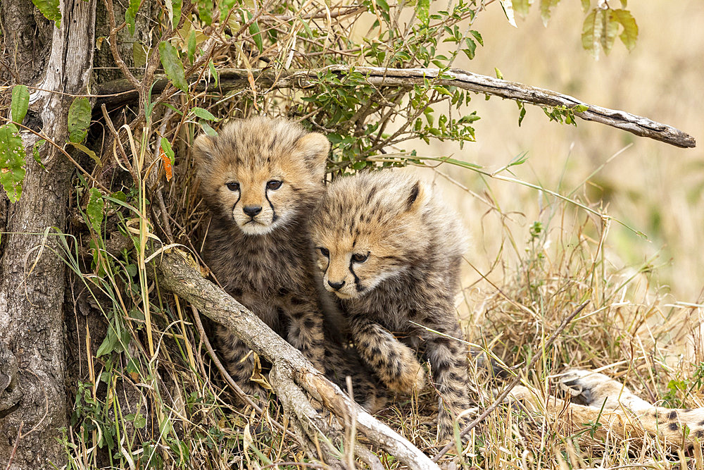 Cheetah (Acinonyx jubatus), youngs in a bush, Masai Mara National Reserve, National Park, Kenya, East Africa, Africa