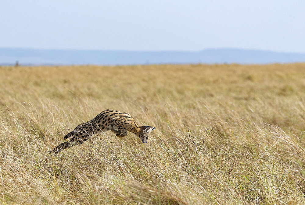 Female Serval (Leptailurus serval) in the savannah, Masai Mara National Reserve, National Park, Kenya, East Africa