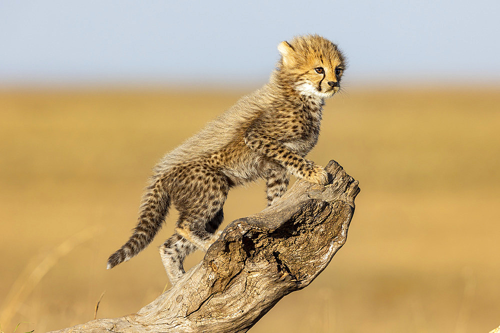 Young Cheetah (Acinonyx jubatus), on a tree stump, Masai Mara National Reserve, National Park, Kenya, East Africa, Africa