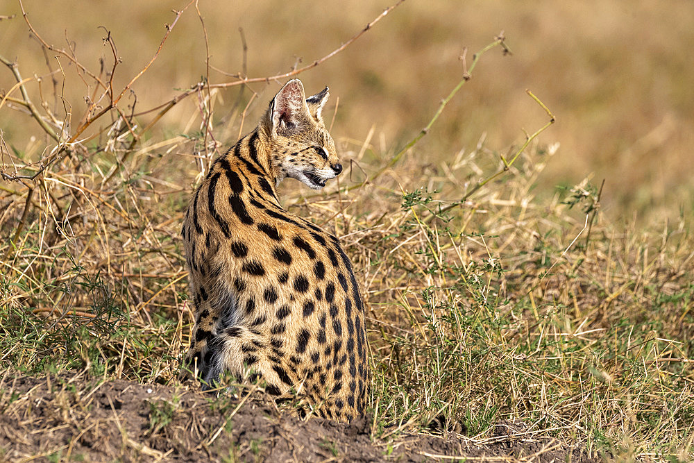 Female Serval (Leptailurus serval) in the savannah, Masai Mara National Reserve, National Park, Kenya, East Africa