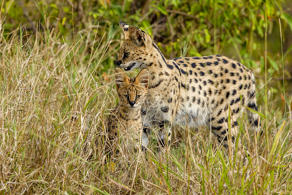 Serval (Leptailurus serval) in the savannah, cub (4 months old) with its mother, Masai Mara National Reserve, National Park, Kenya, East Africa