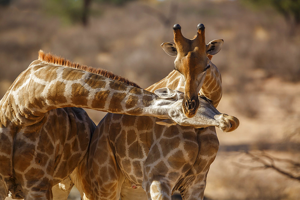 Two Giraffes doing necking parade in Kgalagadi transfrontier park, South Africa ; Specie Giraffa camelopardalis family of Giraffidae