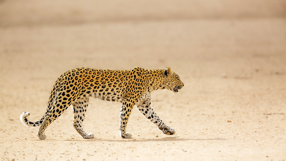 Leopard female walking in dry land in Kgalagadi transfrontier park, South Africa; specie Panthera pardus family of Felidae