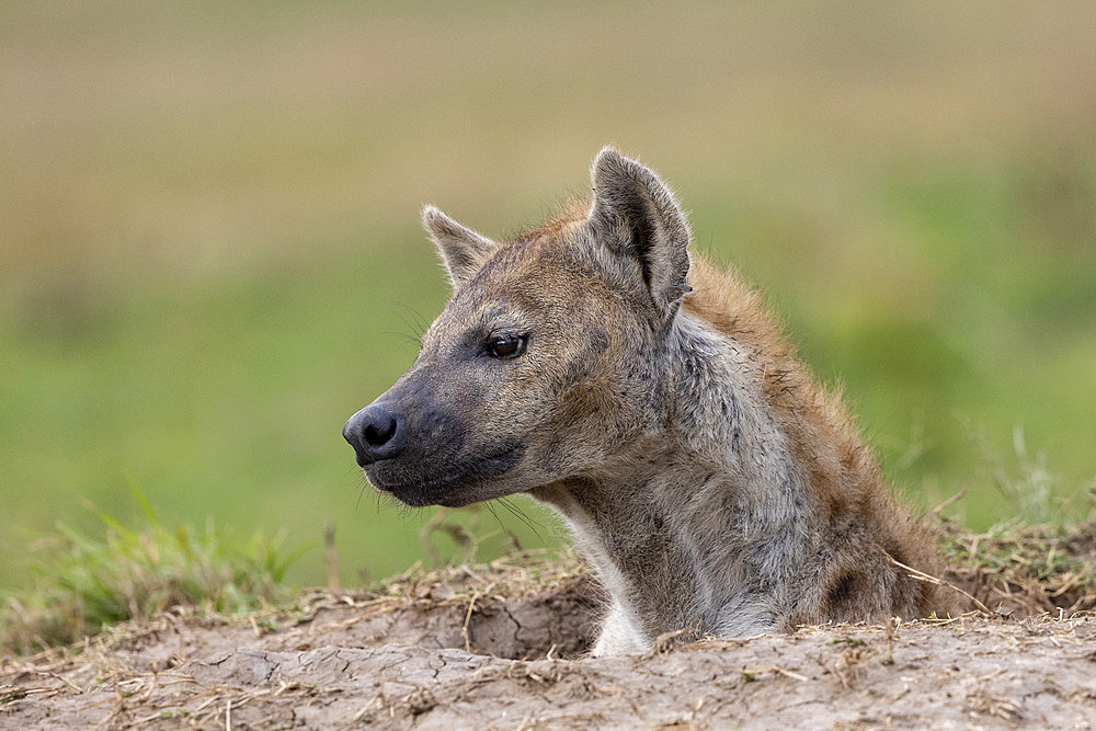 Spotted hyena (Crocuta crocuta), adult at the entrance of the den, Masai Mara National Reserve, National Park, Kenya