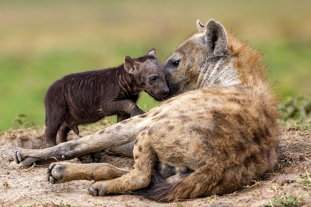 Spotted hyena (Crocuta crocuta), adult and young, resting on the ground at the entrance of the den, Masai Mara National Reserve, National Park, Kenya