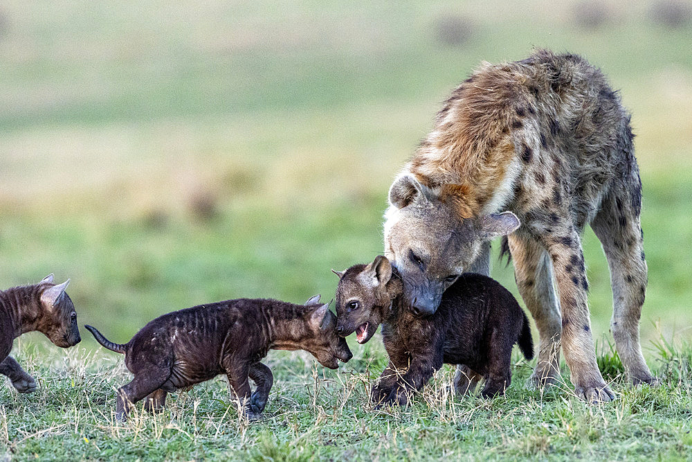 Spotted hyena (Crocuta crocuta), adult and young, at the entrance of the den, Masai Mara National Reserve, National Park, Kenya