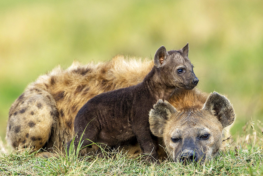 Spotted hyena (Crocuta crocuta), adult and young, resting on the ground at the entrance of the den, Masai Mara National Reserve, National Park, Kenya