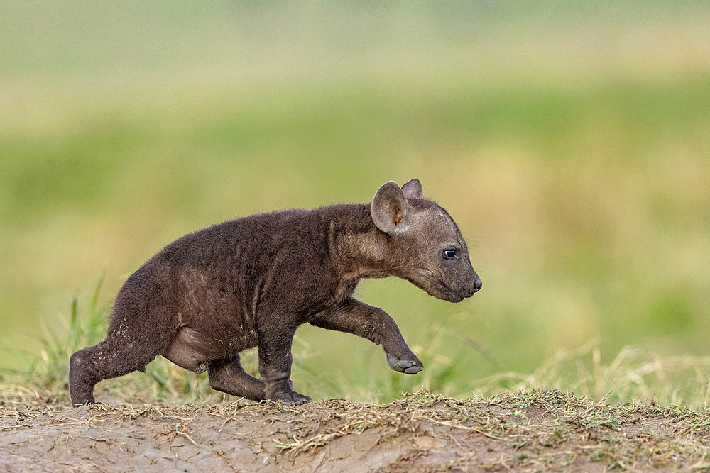 Spotted hyena (Crocuta crocuta), young at the entrance of the den, Masai Mara National Reserve, National Park, Kenya