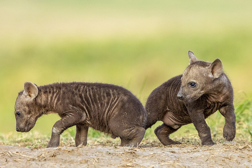 Spotted hyena (Crocuta crocuta), youngs at the entrance of the den, Masai Mara National Reserve, National Park, Kenya