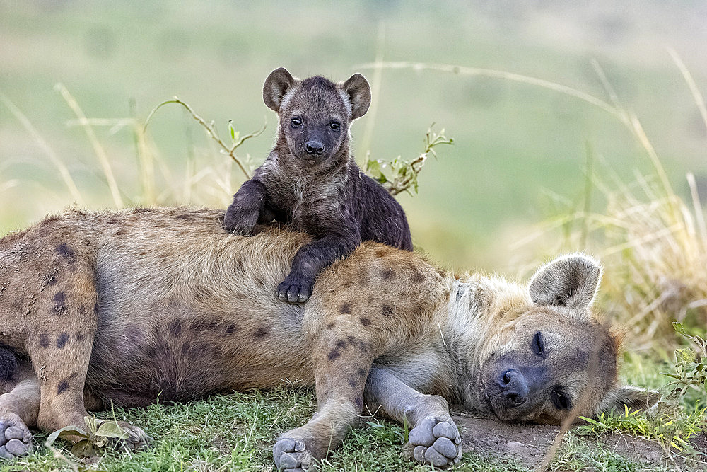 Spotted hyena (Crocuta crocuta), adult and young, resting on the ground at the entrance of the den, Masai Mara National Reserve, National Park, Kenya