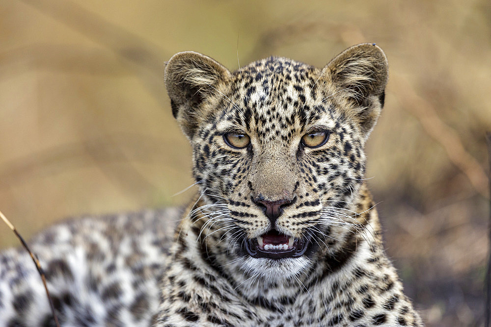 Leopard (Panthera pardus pardus), lying down, Masai Mara National Reserve, National Park, Kenya