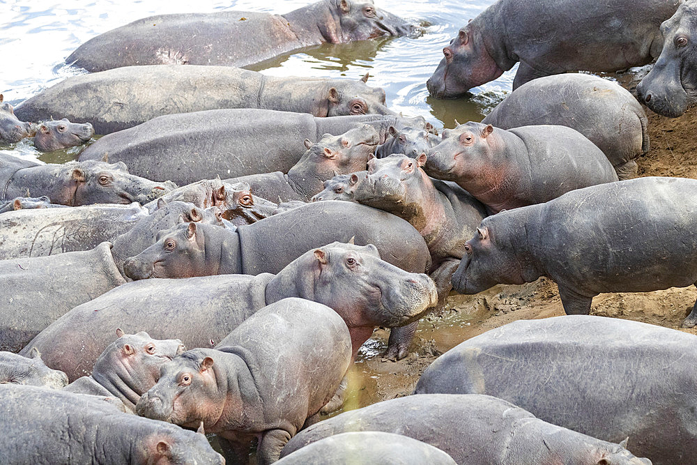 Common Hippo (Hippopotamus amphibius) in the water, Masai Mara National Reserve, National Park, Kenya