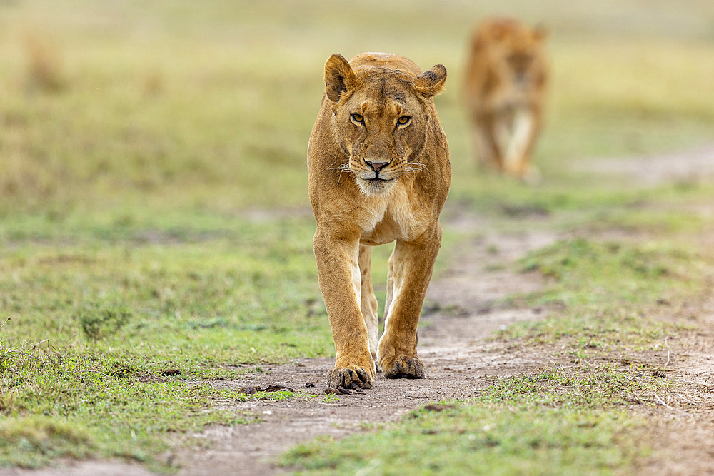 Lion (Panthera leo) lioness walking in savanna, Masai Mara National Reserve, National Park, Kenya