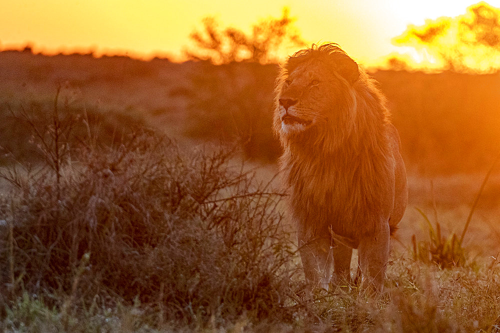 Lion (Panthera leo) male in grass at sunrise, Masai Mara National Reserve, National Park, Kenya