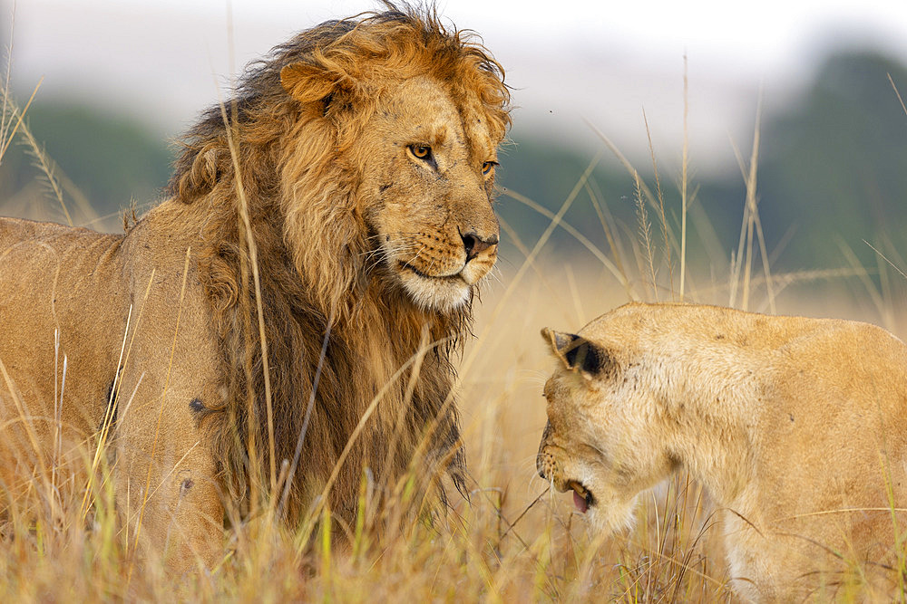 Lion (Panthera leo) beginning of the mating in the savannah, Masai Mara National Reserve, National Park, Kenya