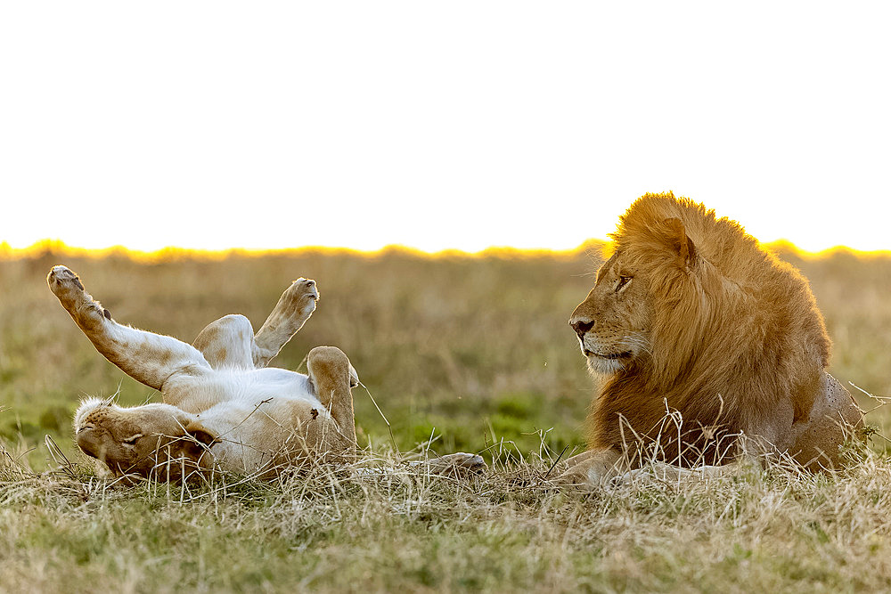 Lion (Panthera leo) mating in the savannah, Masai Mara National Reserve, National Park, Kenya